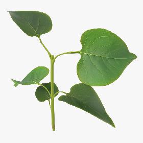 Branch With Leaves 2